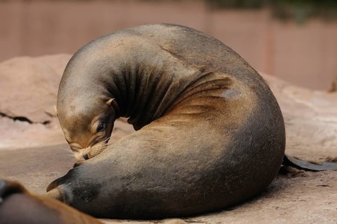 A brown sea lion lies curled up on a rock. The surroundings appear calm and natural, California sea