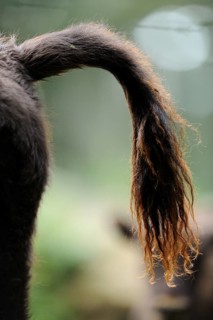 Close-up of the tail of a bison in the forest, showing the structure of the fur, bison (Bos