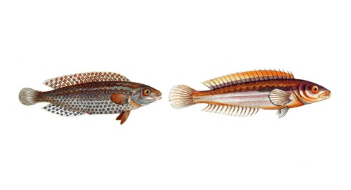 Fish, Pisces, Laprus guttatus, dripped wrasse, dropped wrasse and genus of wrasse, Labrus Julius,