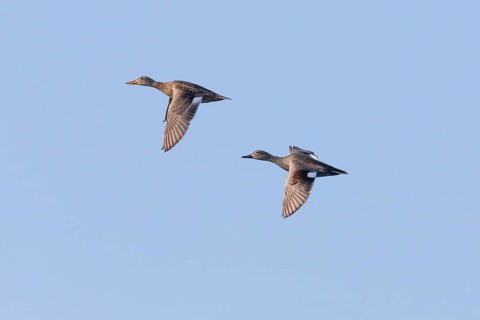 Gadwall, (Anas strepera), Mareca strepera, two ducks in flight, male and female, island of Texel,