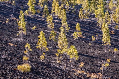 Canary Island pines (Pinus canariensis), Mirador de Chio, Teide National Park, Tenerife, Canary