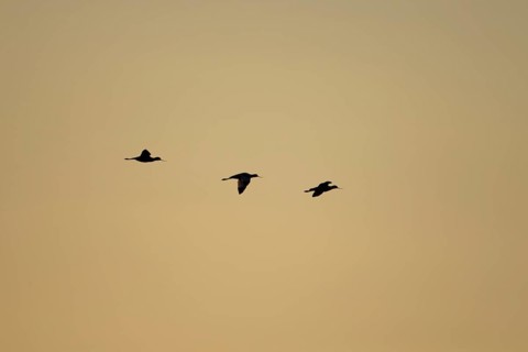 Pied avocet (Recurvirostra avosetta) silhouette of three adult wading birds in flight at sunset,