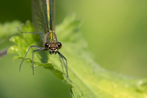 Banded demoiselle damselfly (Calopteryx splendens) adult female insect on a Nettle plant leaf in