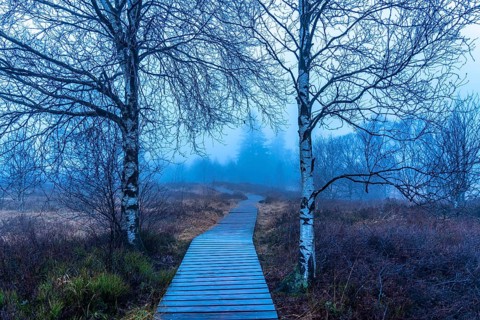The High Fens nature park Park, in the German-Belgian border region near Eupen, winter, fog, wooden