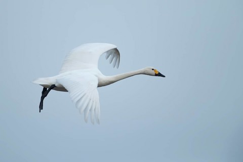 Bewick's swan (Cygnus columbianus) adult bird flying on approach to land, England, United Kingdom,