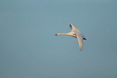 Bewick's swan (Cygnus columbianus) adult bird flying, England, United Kingdom, Europe