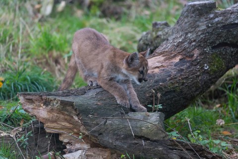 One cougar kitten, Puma concolor, standing on a log with some green vegetation in the background