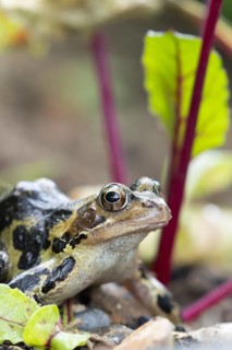 Common frog (Rana temporaria) adult amphibian in a garden vegetable border of Beetroot in summer,