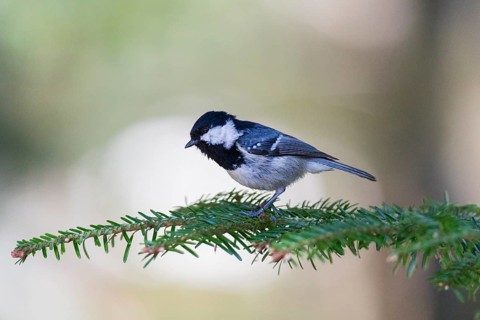 Cole Tit, (Parus ater), male adult, perched on a fir tree branch, Hesse, Germany, Europe