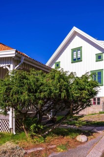 Juniper bush in front of a picturesque house below Vetteberget, the local mountain of Fjällbacka in