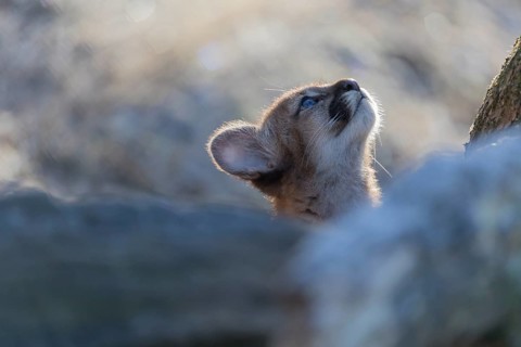 One cougar kitten, Puma concolor, frontal portrait backlit on frozen forest ground