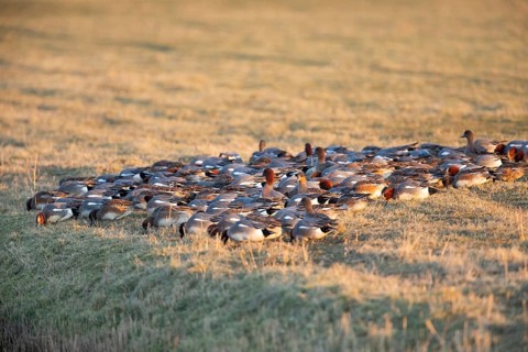 Eurasian Wigeon, (Mareca penelope) birds feeding on grass on a meadow in winter, Texel, Holland