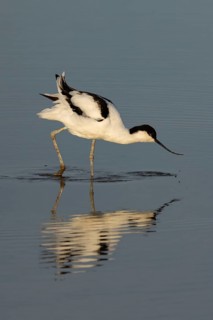 Pied avocet (Recurvirostra avosetta) adult wading bird feeding in a shallow lagoon, Norfolk,