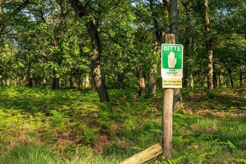 Diersfordter Wald, north of Wesel, nature park with oak and beech forests, glacial sand dunes,