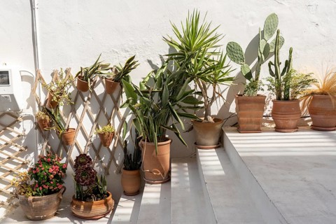 The village of Agios Nikolaos, in the eastern part of Crete, plant decoration in the old town,