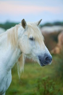 Close-up of a white Camargue horse with flowing mane in green surroundings, Camargue, France,