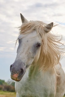 White Camargue horse, with wild mane, close-up, summer, Camargue, France, Europe