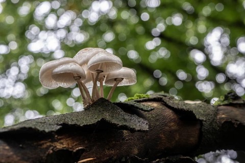 Ringed beech slime beetle (Oudemansiella mucida), Emsland, Lower Saxony, Germany, Europe
