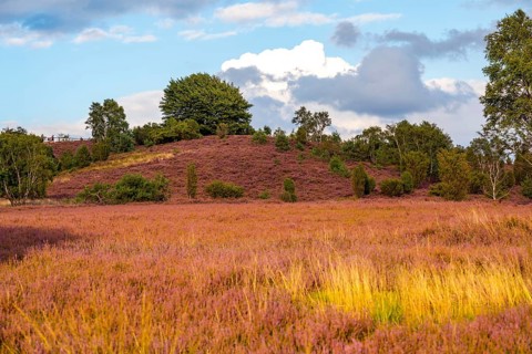 Heather blossom of the broom heather, in the Lüneburg Heath nature reserve, near Wilseder Berg,