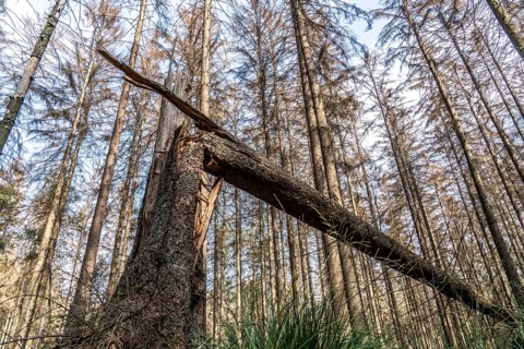 Forest dieback in Arnsberg Forest, northern Sauerland, dead spruce trees, deadwood, North