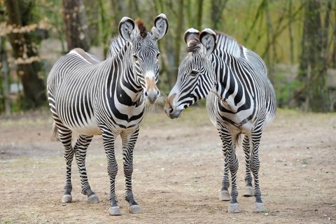 Two zebras in the green, playfully turned towards each other, with clear stripes, Grevy's zebra