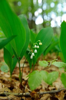 Close-up of lily of the valley with green leaves in the forest, lily of the valley (Convallaria