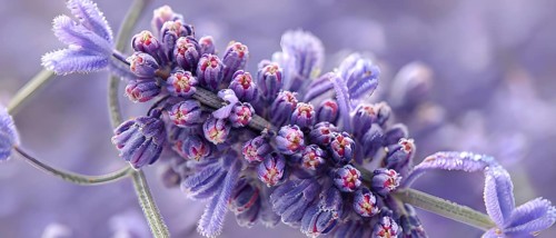 Detailed macro of a lavender flower (Lavandula angustifolia), showing the tiny purple buds and