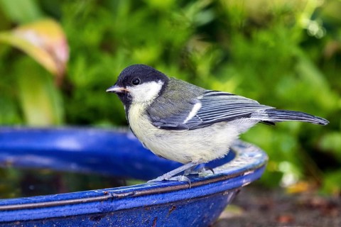 Great tit (Parus major), sitting on a water trough, Baden-Württemberg, Germany, Europe