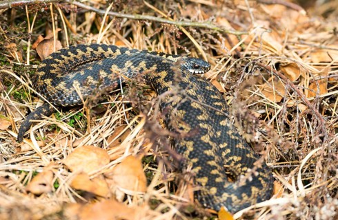 Wild common european viper (Vipera berus), brown adult female, lying well camouflaged between