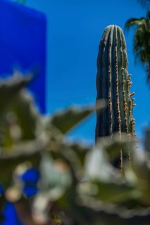 Majorelle Garden, botany, cactus, cacti, flora, plant, botany, tropical, climate, architecture,