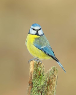 Blue tit (Parus caeruleus), direct view, perched on an old picket fence, animals, birds,