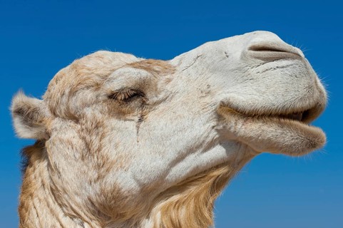 Dromedary (Camelus dromedarius), Arabian camel in head portrait, head, animal, farm animal, detail,