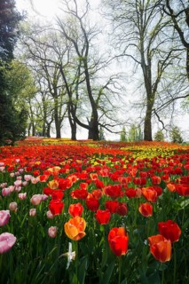 Park and flower meadow with colourful tulips, Mainau Island, Lake Constance, Baden-Württemberg,