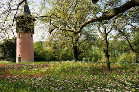 Park and flower meadow with colourful tulips, Mainau Island, Lake Constance, Baden-Württemberg,