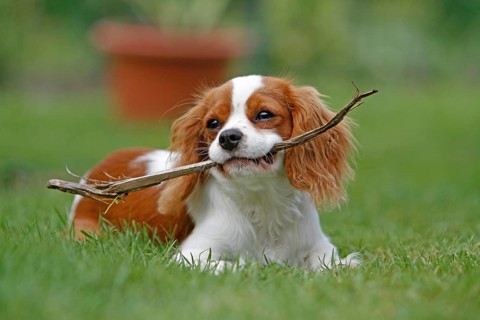 Cavalier King Charles Spaniel, kitten