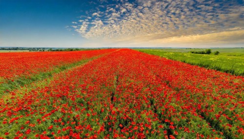 Agriculture, dense, intensely red blooming poppy field up to the horizon, aerial view, from above,