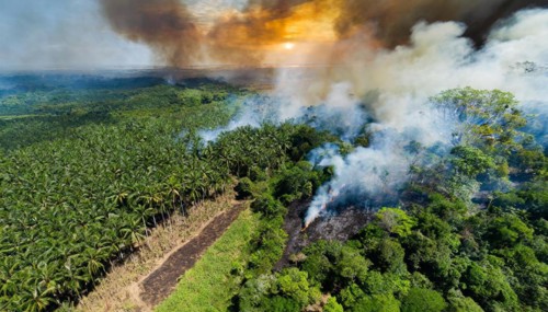 Forest, Jungle, Jungle, Slash-and-burn, Aerial view, AI generated, AI generated