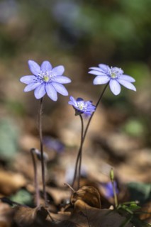 Liverwort (Hepatica nobilis), North Rhine-Westphalia, Germany, Europe