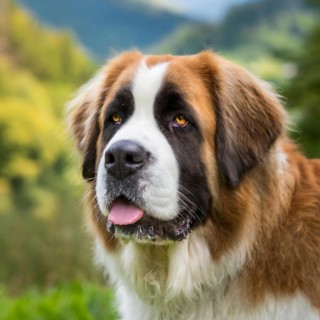 Pets, Dog, Saint Bernard, AI-generated, AI generated