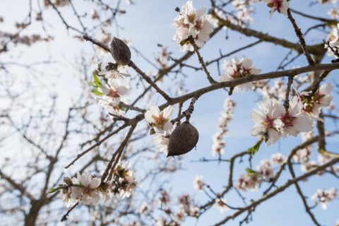 Flowering almond trees (Prunus dulcis), near Alaró, Serra de Tramuntana, Majorca, Balearic Islands,