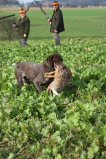 German Shorthaired Pointer retrieves a hunted hare (Lepus europaeus) in front of hunters, Lower