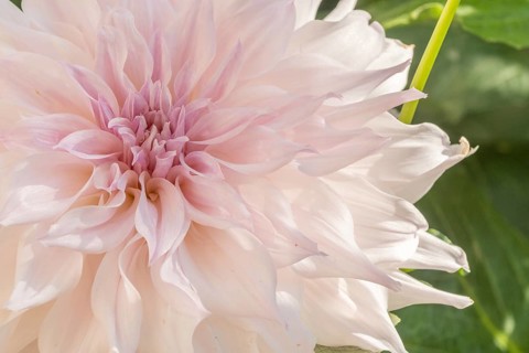 Cafe au Lait dahlias flower blossoms in a public garden. Close-up dahlias, daylight. Selestat, Bas