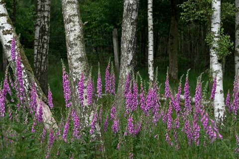 Common foxglove (Digitalis purpurea) and birch trees (Betula pendula), Lower Rhine, North