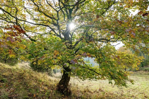 Mountain maple (Acer pseudoplatanus) in autumn with colourful leaves, backlit with sun star,