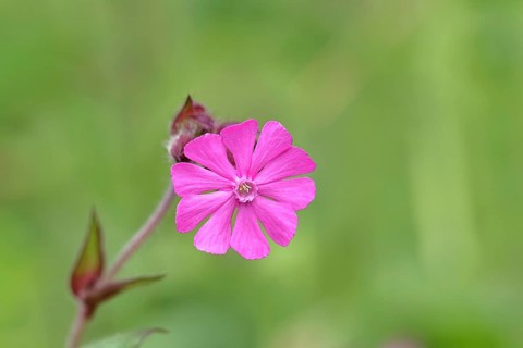 Red campion (Silene dioica), close-up of a flower in a meadow, Wilnsdorf, North Rhine-Westphalia,