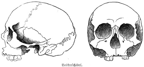 Skull of a Basque from the Iberian Peninsula, a half-length skull or mesocephal, front and side