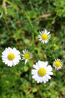 Matricaria chamomilla (Matricaria chamomilla), flowers, medicinal plant, Wilnsdorf North