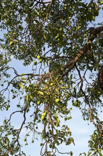 Mangoes on a tree, Sri Lanka, Asia