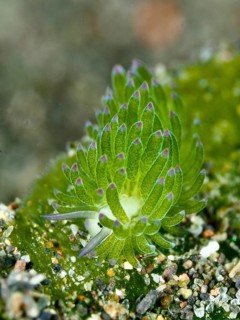 Single green snail, sea snail, leaf sheep snail (Costasiella kuroshimae), called Shaun the sheep.