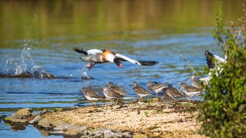 Common Redshank, Tringa totanus on marshes with Common Shelduck, Tadorna tadorna in background